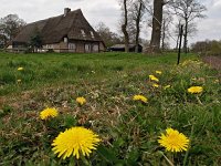 NL, Drenthe, Coevorden, Aalden 4, Saxifraga-Hans Dekker