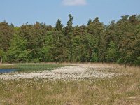 NL, Drenthe, Coevorden, Boswachterij Gees 2, Saxifraga-Hans Dekker