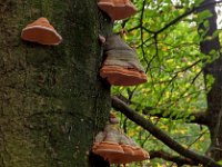 NL, Drenthe, Coevorden, Boswachterij Gees 4, Saxifraga-Hans Dekker