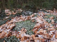 NL, Drenthe, Coevorden, Boswachterij Gees 7, Saxifraga-Hans Dekker