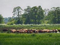 NL, Drenthe, Coevorden, Geeserstroom 13, Saxifraga-Hans Dekker