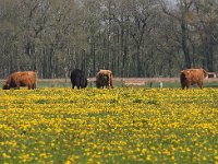 NL, Drenthe, Coevorden, Geeserstroom 8, Saxifraga-Hans Dekker