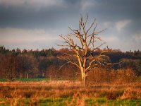 NL, Drenthe, Coevorden, Mepperhooilanden 14, Saxifraga-Hans Dekker