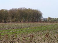 NL, Drenthe, Coevorden, Zweeloo 4, Saxifraga-Hans Dekker