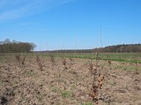 NL, Drenthe, Coevorden, Zweeloo 5, Saxifraga-Hans Dekker