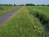 NL, Drenthe, De Wolden, Alteveer 1, Saxifraga-Hans Dekker