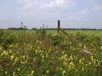 NL, Drenthe, De Wolden, Alteveer 2, Saxifraga-Hans Dekker