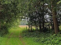 NL, Drenthe, De Wolden, Anser, Achter de Plantage 2, Saxifraga-Hans Dekker