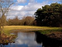 NL, Drenthe, De Wolden, Anserdennen 16, Saxifraga-Hans Dekker