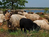 NL, Drenthe, De Wolden, Anserdennen 7, Saxifraga-Hans Dekker