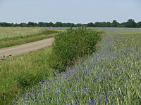 NL, Drenthe, De Wolden, Anseres 1, Saxifraga-Hans Dekker