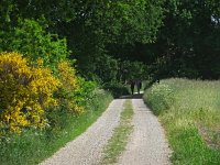 NL, Drenthe, De Wolden, Bazuin 1, Saxifraga-Hans Dekker