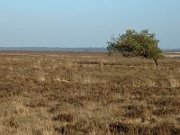 NL, Drenthe, De Wolden, Benderse Heide 2, Saxifraga-Jan van der Straaten