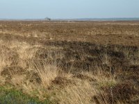 NL, Drenthe, De Wolden, Benderse Heide 4, Saxifraga-Jan van der Straaten