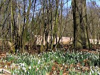 NL, Drenthe, De Wolden, Dickninge 5, Saxifraga-Hans Dekker