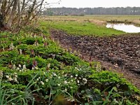 NL, Drenthe, De Wolden, Dickninge 6, Saxifraga-Hans Dekker