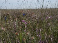 NL, Drenthe, De Wolden, Dwingelderveld 1, Saxifraga-Willem van Kruijsbergen