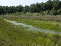 NL, Drenthe, De Wolden, Dwingelderveld 10, Saxifraga-Willem van Kruijsbergen