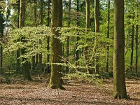 NL, Drenthe, De Wolden, Dwingelderveld 2, Saxifraga-Hans Dekker