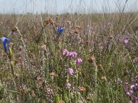 NL, Drenthe, De Wolden, Dwingelderveld 2, Saxifraga-Willem van Kruijsbergen