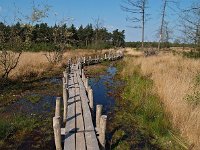 NL, Drenthe, De Wolden, Dwingelderveld 4, Saxifraga-Hans Dekker