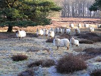 NL, Drenthe, De Wolden, Dwingelderveld 5, Saxifraga-Kees van Berkel