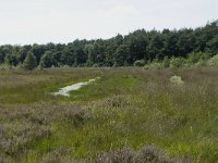 NL, Drenthe, De Wolden, Dwingelderveld 6, Saxifraga-Willem van Kruijsbergen