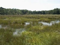 NL, Drenthe, De Wolden, Dwingelderveld 8, Saxifraga-Willem van Kruijsbergen