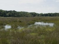 NL, Drenthe, De Wolden, Dwingelderveld 9, Saxifraga-Willem van Kruijsbergen