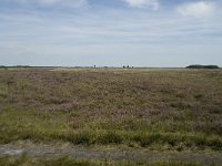 NL, Drenthe, De Wolden, Dwingeloosche Heide 2, Saxifraga-Willem van Kruijsbergen