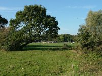 NL, Drenthe, De Wolden, Echten 1, Saxifraga-Hans Dekker