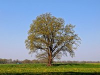 NL, Drenthe, De Wolden, Echten 10, Saxifraga-Hans Dekker