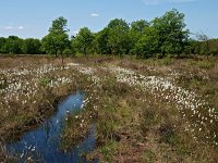 NL, Drenthe, De Wolden, Echten 11, Saxifraga-Hans Dekker