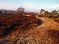 NL, Drenthe, De Wolden, Echtener Paradijs 2, Saxifraga-Hans Dekker