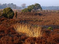 NL, Drenthe, De Wolden, Echtener Paradijs 3, Saxifraga-Hans Dekker