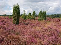 NL, Drenthe, De Wolden, Echtener Paradijs 6, Saxifraga-Hans Dekker