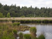 Mere in forest, Drenthe, Netherlands  Mere in forest, Drenthe, Netherlands : mere, pool, water, landscape, rural landscape, rural scene, non-urban scene, rural, forest, woodland, bank, reed, reeds, nature, natural, Drenthe, Holland, Dutch, outdoors, nobody, no people, summer, summertime, Netherlands, outside