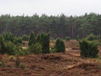 NL, Drenthe, De Wolden, Echtenerzand 2, Saxifraga-Dirk Hilbers