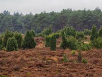 NL, Drenthe, De Wolden, Echtenerzand 3, Saxifraga-Dirk Hilbers