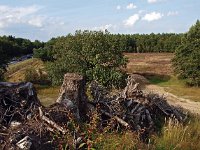 NL, Drenthe, De Wolden, Ecoduct Zuidwolde 1, Saxifraga-Hans Dekker