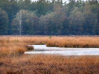 NL, Drenthe, De Wolden, Gijsselter Koelen 1, Saxifraga-Hans Dekker