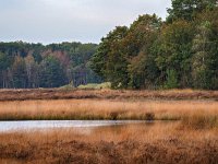 NL, Drenthe, De Wolden, Gijsselter Koelen 2, Saxifraga-Hans Dekker