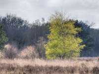 NL, Drenthe, De Wolden, Kloosterveld 9, Saxifraga-Hans Dekker