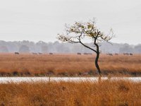 NL, Drenthe, De Wolden, Kraloërplas 2, Saxifraga-Hans Dekker