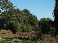 NL, Drenthe, De Wolden, Kraloerheide 14, Saxifraga-Hans Dekker