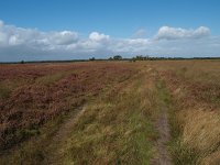 NL, Drenthe, De Wolden, Kraloerheide 4, Saxifraga-Hans Dekker