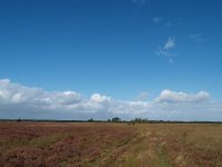 NL, Drenthe, De Wolden, Kraloerheide 5, Saxifraga-Hans Dekker