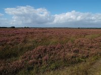 NL, Drenthe, De Wolden, Kraloerheide 6, Saxifraga-Hans Dekker