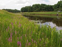 NL, Drenthe, De Wolden, Ossesluis Koekange 1, Saxifraga-Hans Dekker