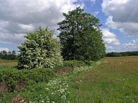 NL, Drenthe, De Wolden, Rheebruggen 2, Saxifraga-Hans Dekker